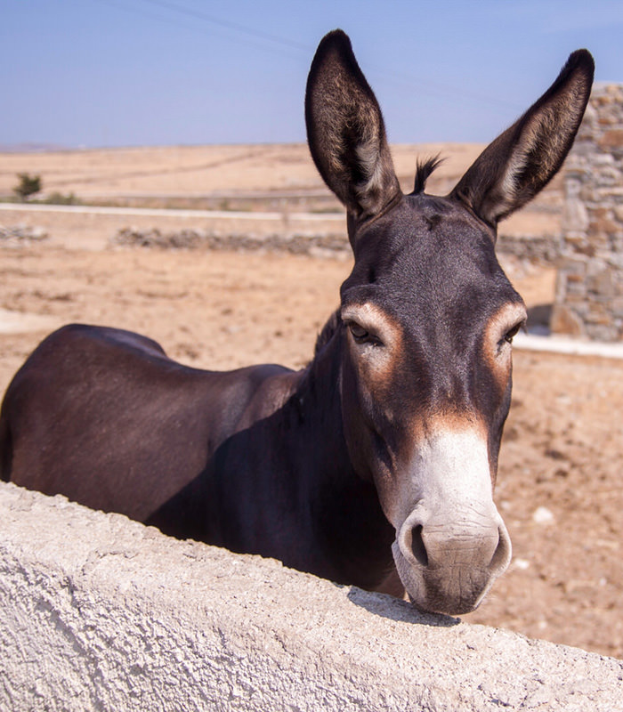 Donkey posing in camera