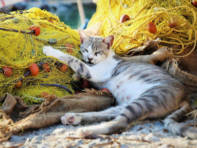 Magic of the Cyclades-Cat and fishing net