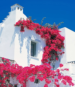Whitewashed house with red bougainvillea plant